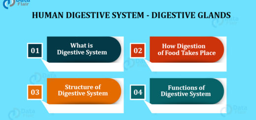 Human Digestive System