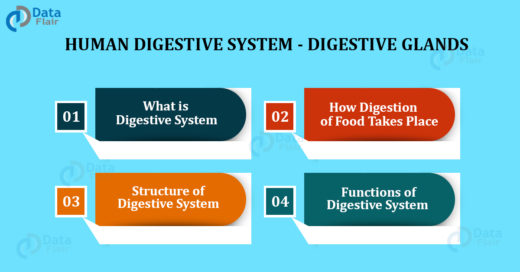 Human Digestive System