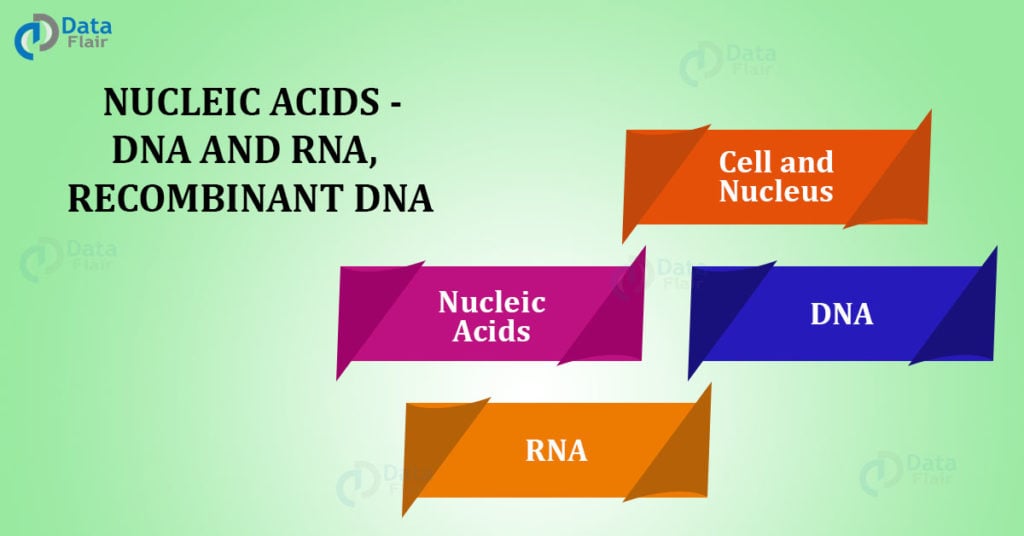 NUCLEIC ACIDS - DNA AND RNA, RECOMBINANT DNA