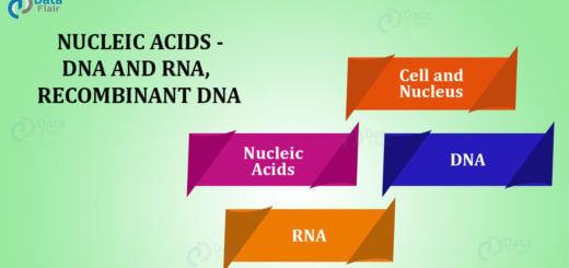 NUCLEIC ACIDS - DNA AND RNA, RECOMBINANT DNA