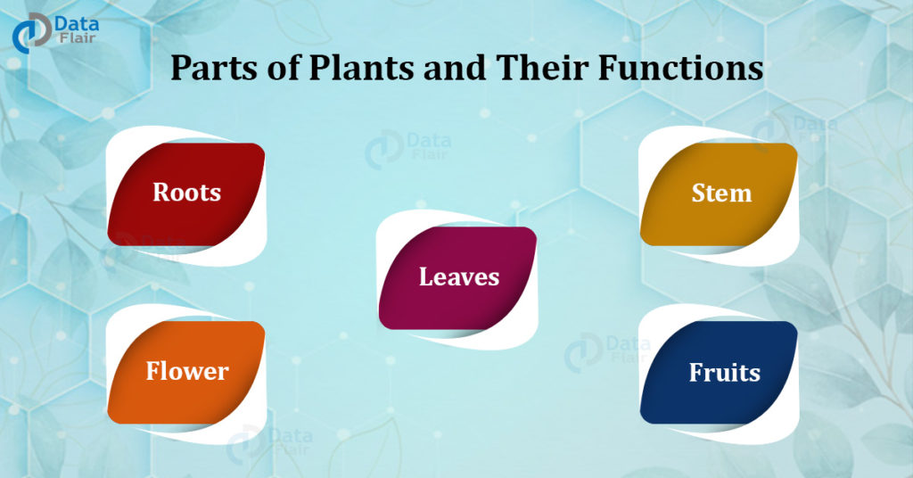 parts-of-plants-and-their-functions-dataflair