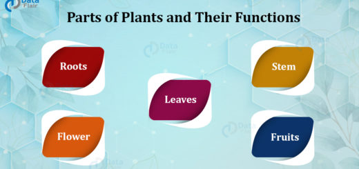 Parts of Plants and Their Functions