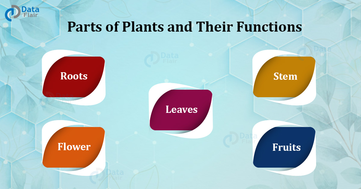 Describe the functions of various parts of a plant.