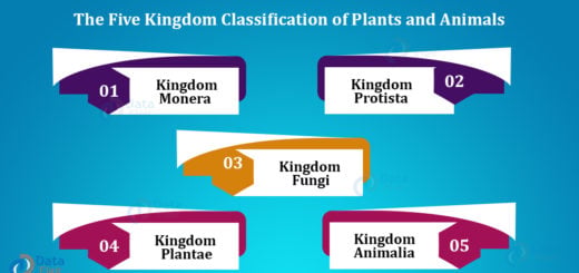 The Five Kingdom Classification of Plants and Animals