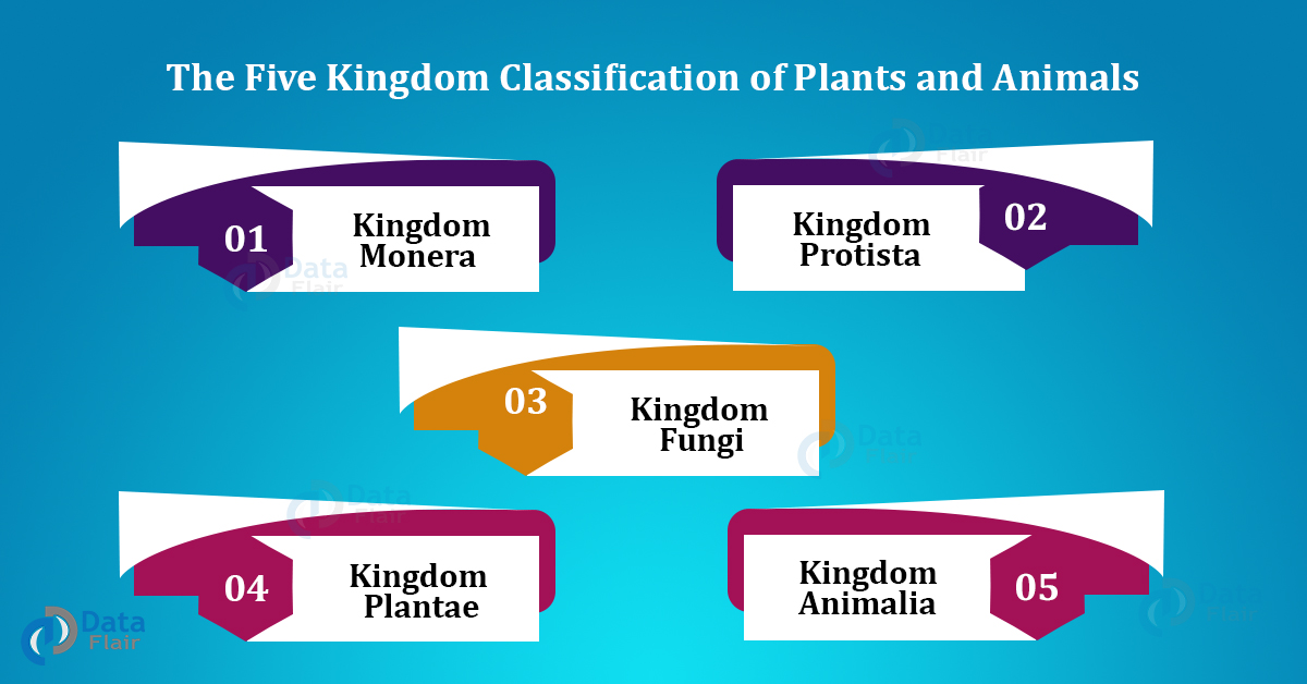 Five Kingdom Classification of Plants and Animals - DataFlair