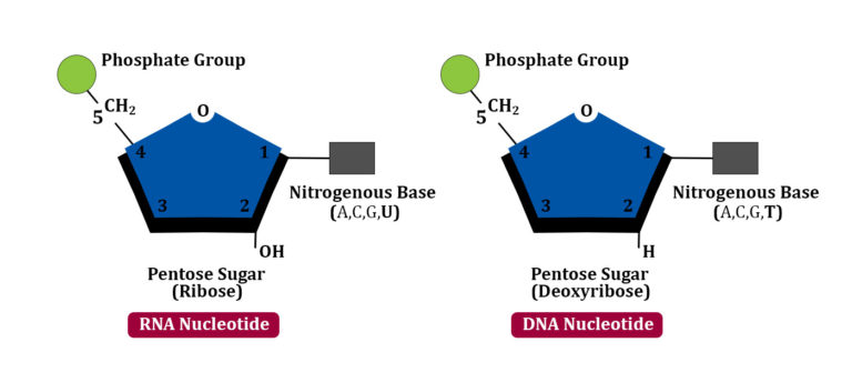 Nucleic Acids Dna And Rna Dataflair