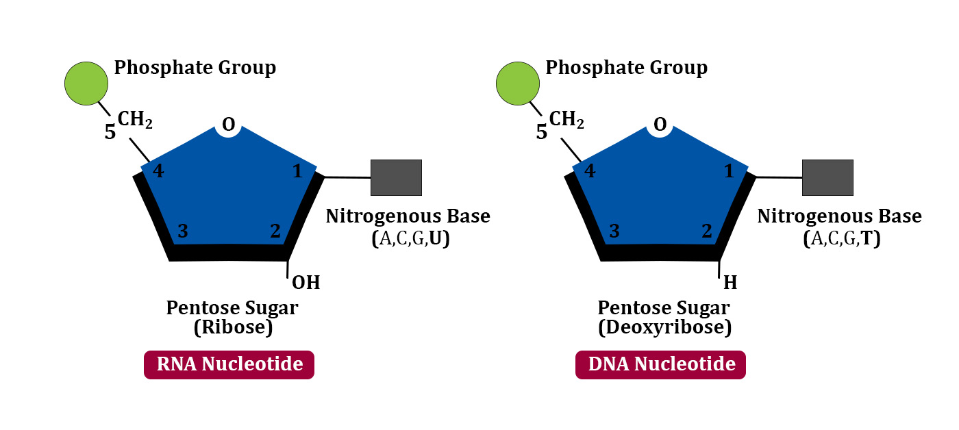 Nucleic Acids DNA and RNA DataFlair