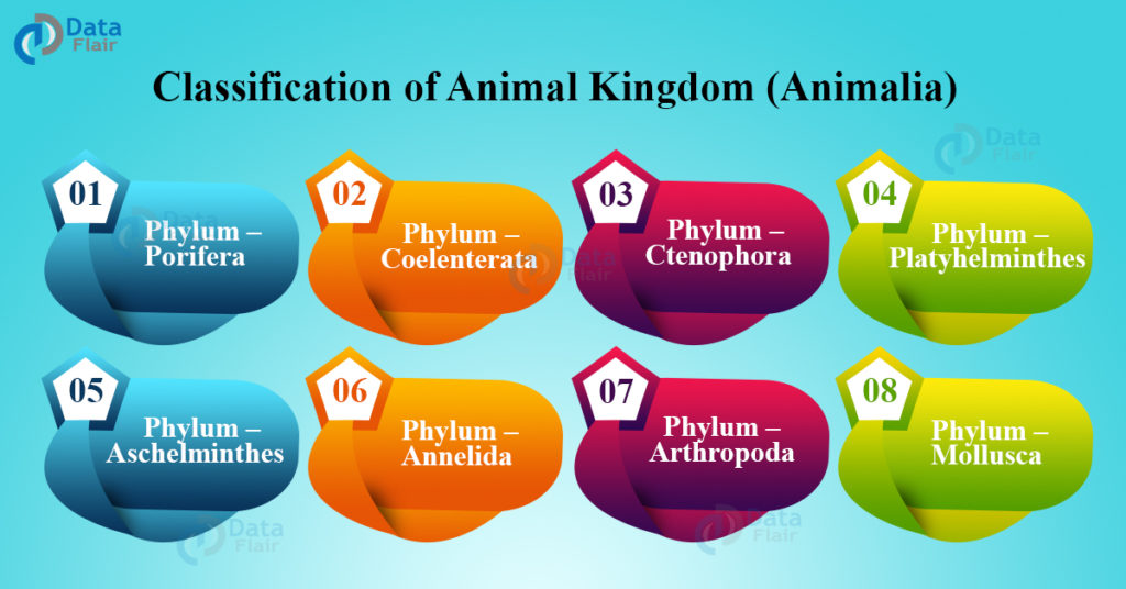 Classification Of Animal Kingdom DataFlair