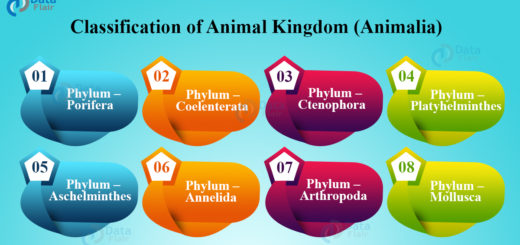 Classification of Animal Kingdom