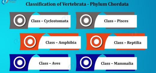 Classification of Vertebrata - Phylum Chordata