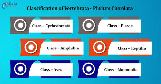Classification of Vertebrata - Phylum Chordata