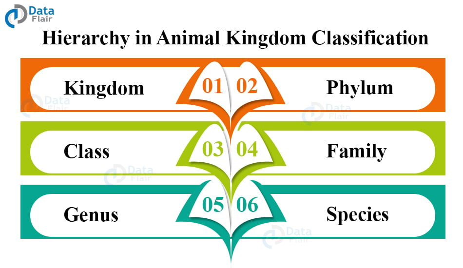 Classification of Animal Kingdom - DataFlair