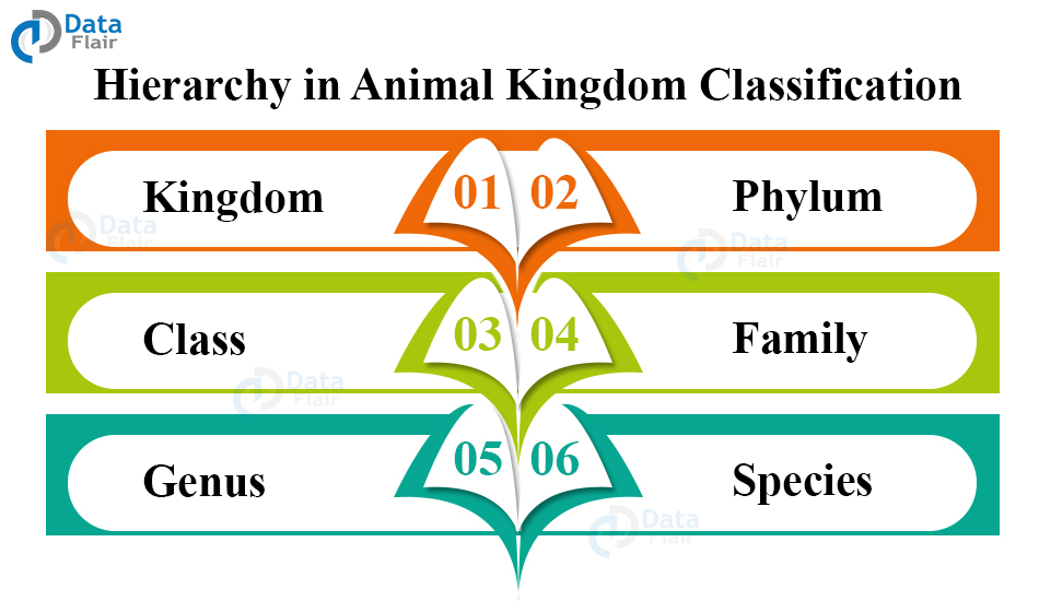 classification-of-animal-kingdom-dataflair