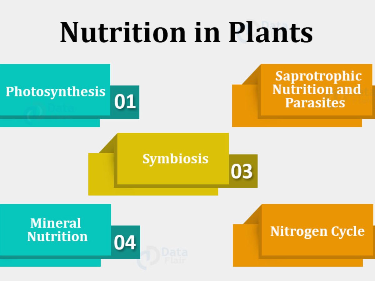 Nutrition In Plants Photosynthesis And Nitrogen Cycle Dataflair