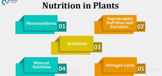 Nutrition in Plants