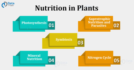 Nutrition in Plants