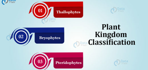 Plant Kingdom Classification