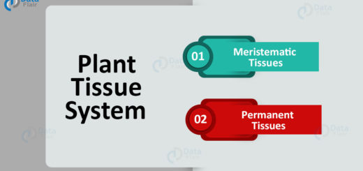 Plant tissues - Plant Tissue System