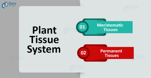 Plant tissues - Plant Tissue System