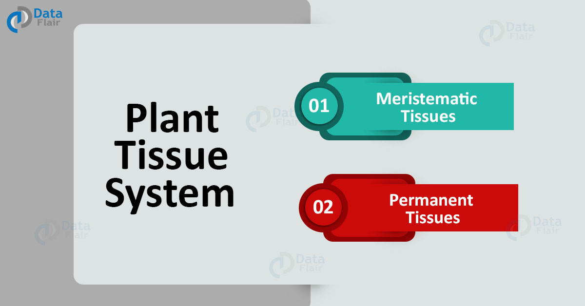 Plant Tissues - Plant Tissue System with their Functions - DataFlair
