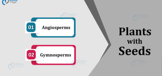 Gymnosperms and Angiosperms