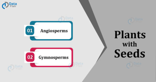 Gymnosperms and Angiosperms