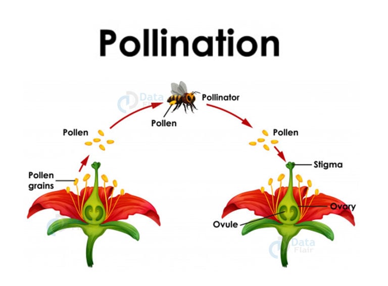 Reproduction in Plants - Sexual Reproduction and Asexual Reproduction ...