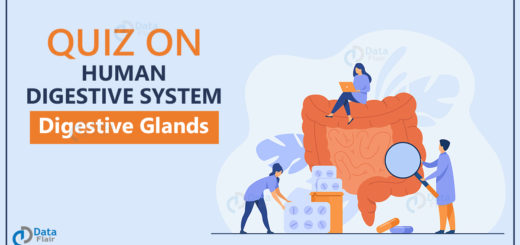 Quiz on Human Digestive System