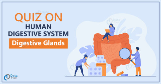 Quiz on Human Digestive System