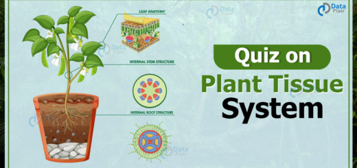 Quiz on Plant Tissue System