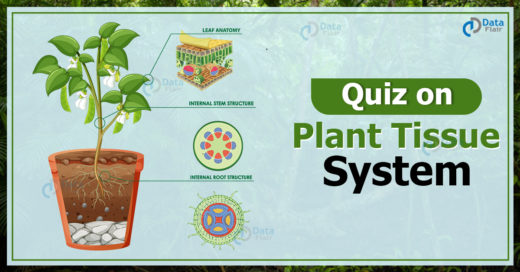 Quiz on Plant Tissue System