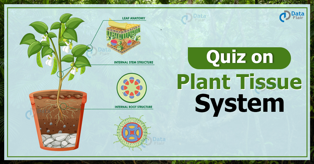 Quiz On Plant Tissue System - DataFlair