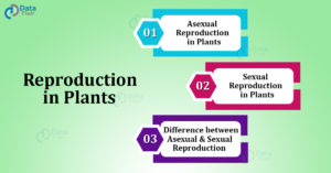 Reproduction in Plants - Sexual Reproduction and Asexual Reproduction ...