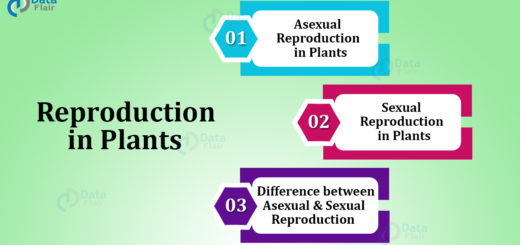 Sexual and Asexual Reproduction in Plants
