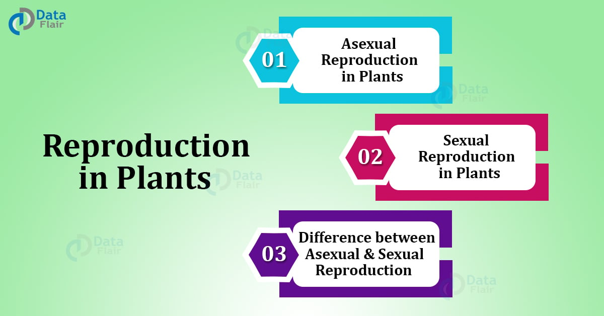Reproduction in Plants - Sexual Reproduction and Asexual Reproduction -  DataFlair