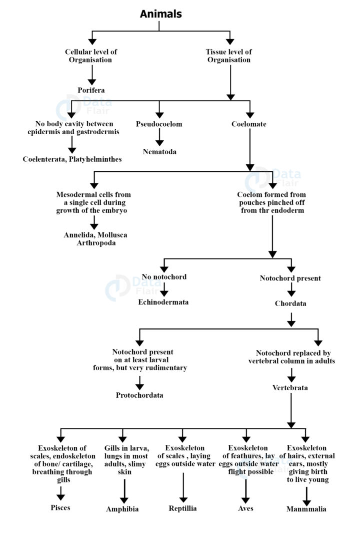 Phylum Chordata - Characteristics, Classification And Examples - DataFlair