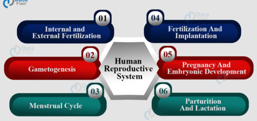 Human Reproductive System