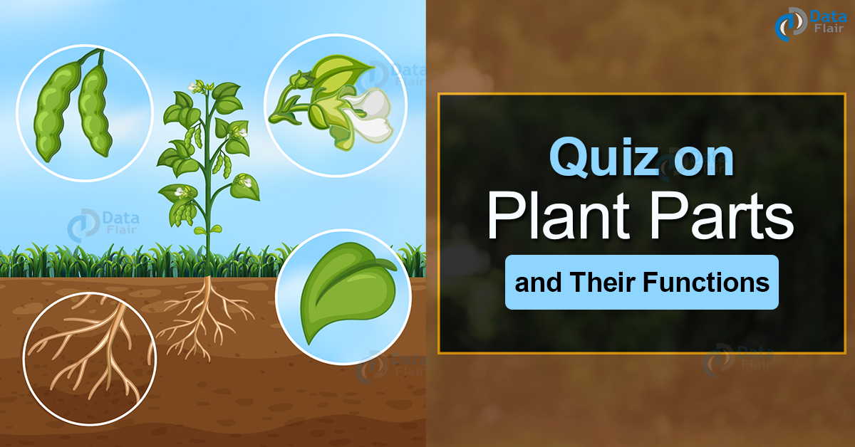 Quiz On Plant Parts And Their Functions